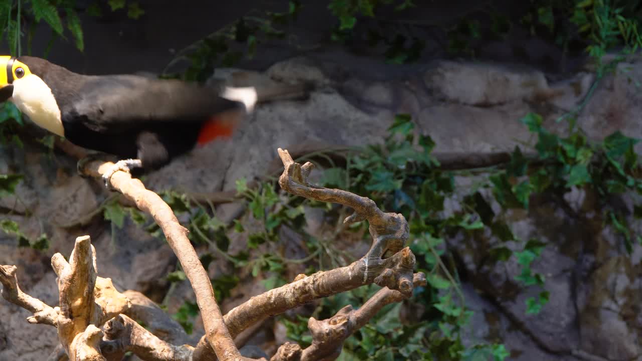 분기, 바위와 녹지 배경에 toco 큰부리새