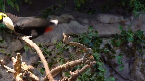 Toco-Toucan-on-Branch,-rocky-and-greenery-background