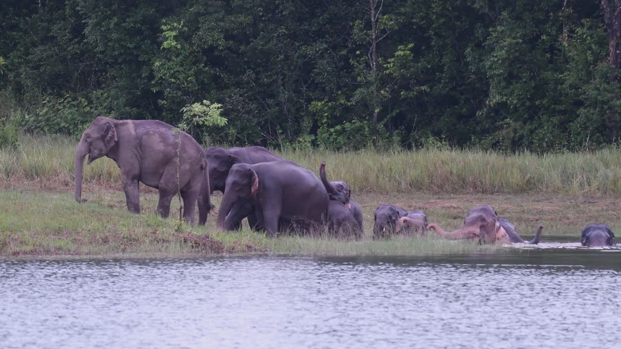 los elefantes asiáticos están en peligro y esta manada se divierte jugando y bañándose en un lago en el parque nacional khao yai