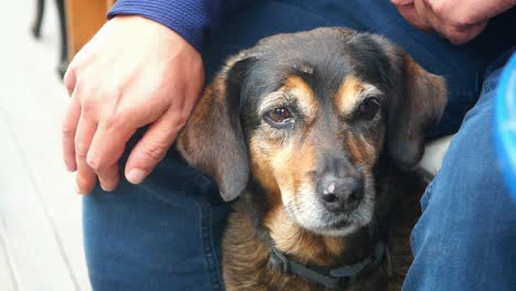 retrato en primer plano de un perro sentado en el regazo de una persona, mirando a la cámara