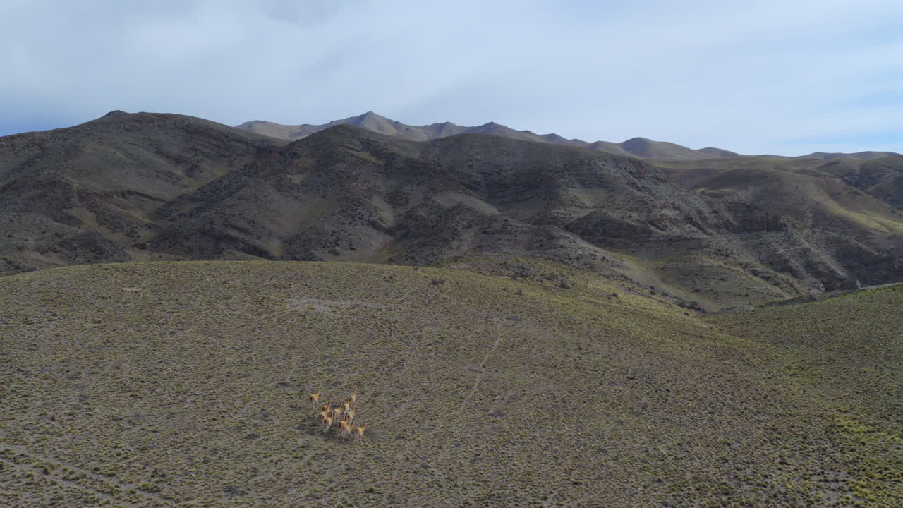 Andes mountains, Argentina-Chile border, a group of guanacos run across dry slopes beneath a dramatic sky