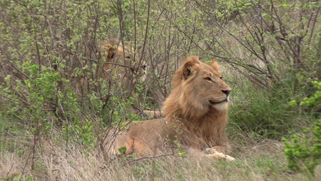 Beautiful-close-up-of-a-young-male-lion-on-the-lookout-between-the-bushes