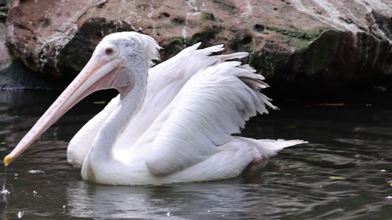 пеликан, убирающий перья и брызгающий в пруду.