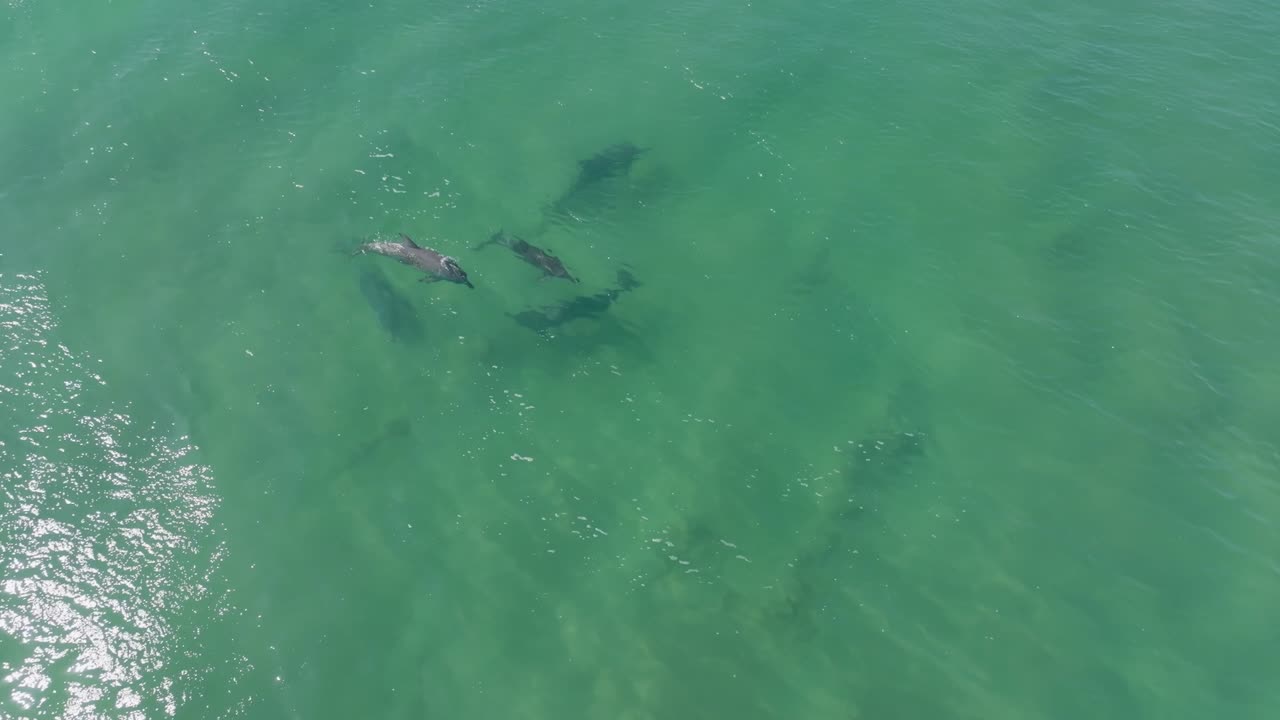 Pod of dolphins playing in rolling waves, swimming rolling and jumping
