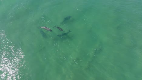 pod of dolphins playing in rolling waves, swimming rolling and jumping