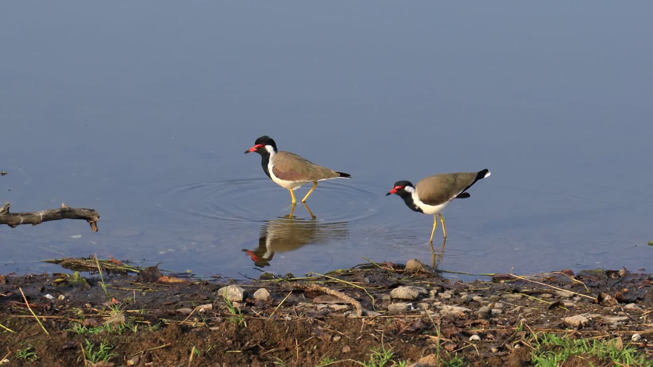 Cerek kembang (Vanellus indicus) adalah cerek Asia atau plover besar, burung perandai dari keluarga Charadriidae. Taman Nasional Ranthambore Sawai Madhopur Rajasthan India