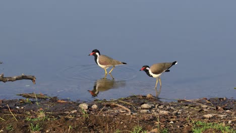 Red-wattled-lapwing-(Vanellus-indicus)-is-an-Asian-lapwing-or-large-plover,-a-wader-in-the-family-Charadriidae.-Ranthambore-National-Park-Sawai-Madhopur-Rajasthan-India