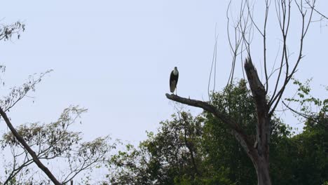 seen from a distance almost a silhouette while perched on a broken branch, asian woolly-necked stork ciconia episcopus, near threatened, thailand
