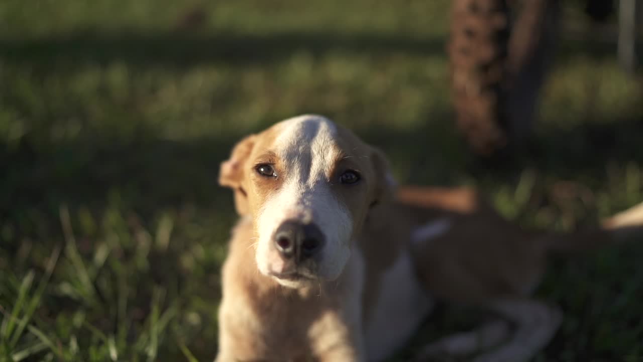 A curious dog gazing into the camera in captivating slow motion