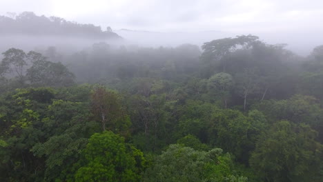 slow drone flight over a primary tropical rainforest saül guiana amazonian park.