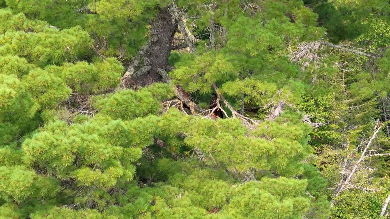 A pair of eagles perched within a dense pine tree, showcasing their natural camouflage.Vivid green pine tree create a perfect setting for these magnificent birds,Wildlife in its natural environment.