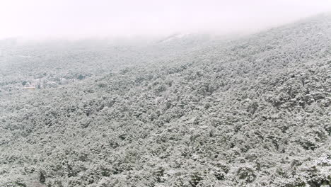 snowy mountain forest