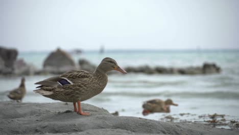 Duck-on-the-coast-of-lake