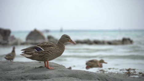 pato en la costa del lago