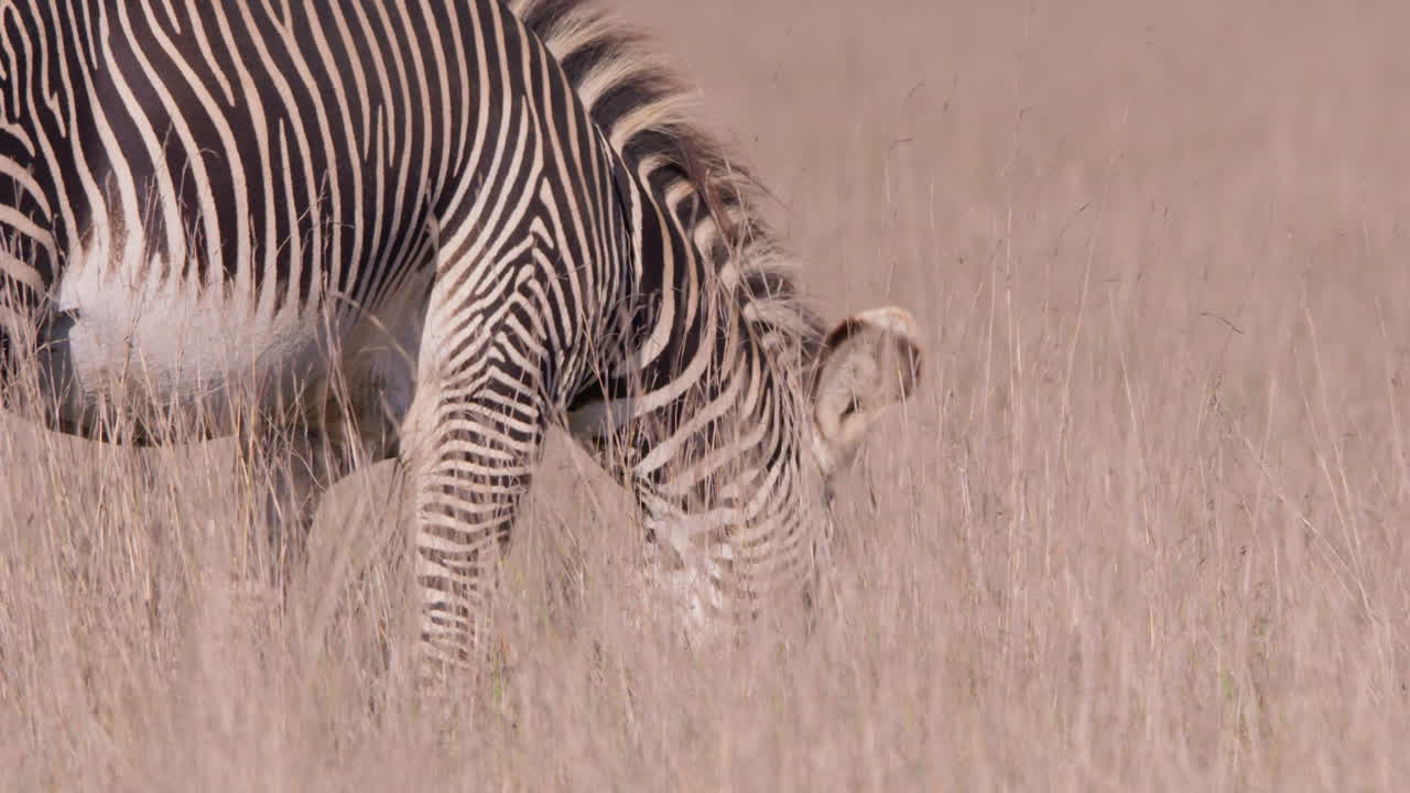 Grevy's Zebras walking in savannah in midday