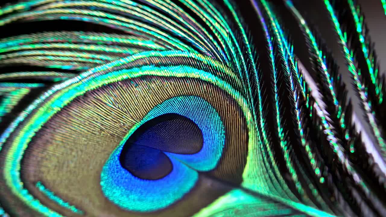 The video captures vibrant peacock feathers in stunning detail, showcasing their iridescent colors