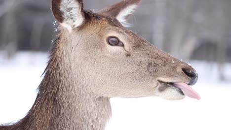 alce lamiendo labios cámara lenta invierno