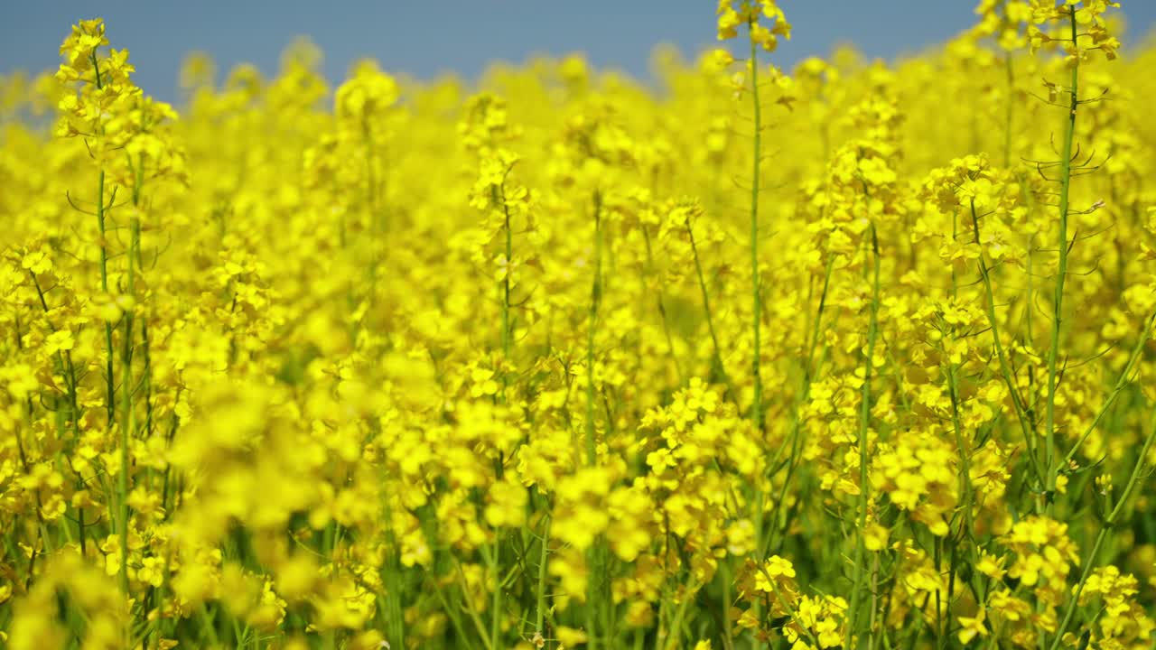 Blooming rapeseed field with bright yellow flowers stretching across the landscape