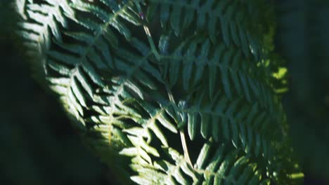 sun light partly lighting up a heather leaf