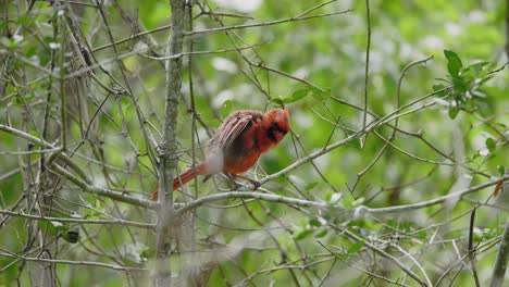 cardenal rojo en el canto del árbol