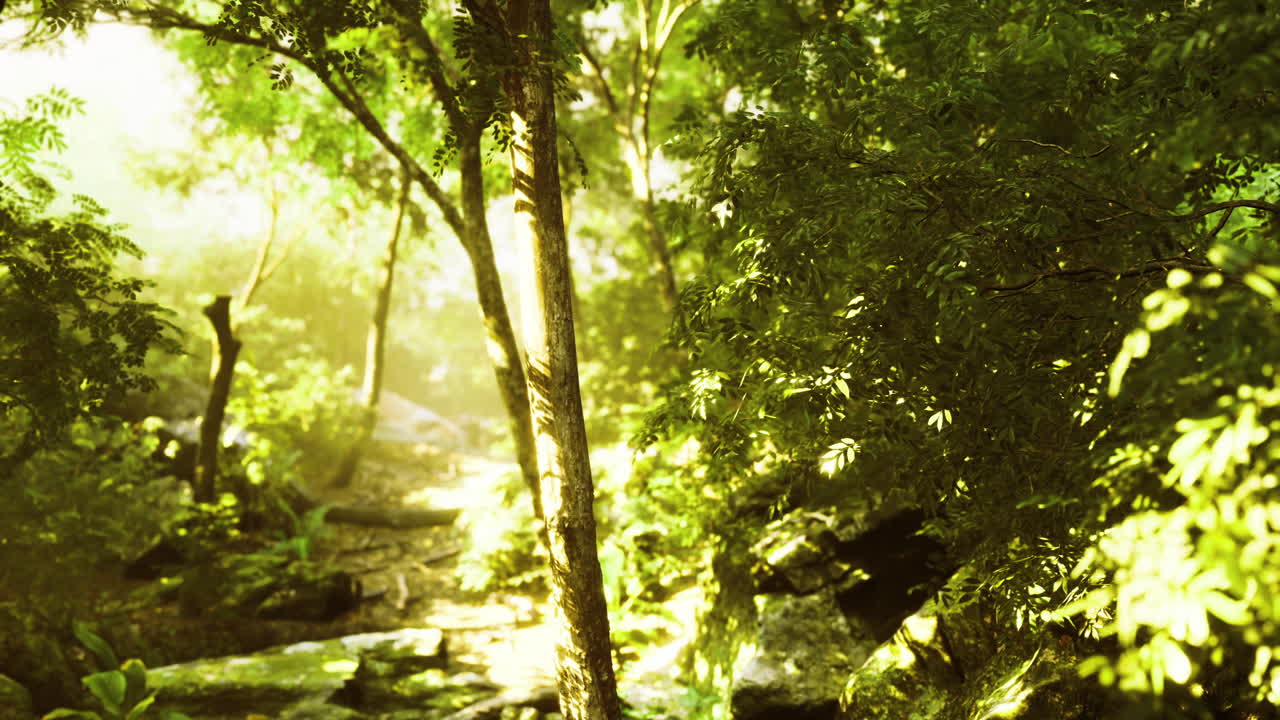 Sunlight filtering through dense foliage in a vibrant forest at dawn