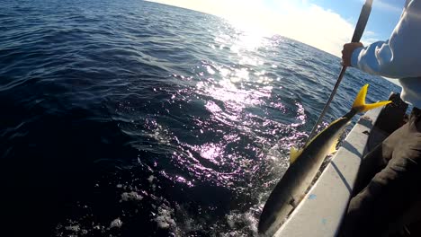 angler and gaffer work together to bring aboard yellowtail fish in open ocean