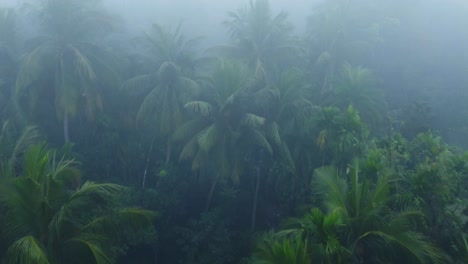 Im-Winter-Ist-Der-Wald-In-Nebel-Gehüllt