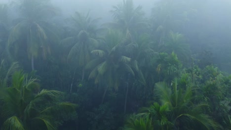 en invierno el bosque está envuelto en niebla