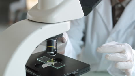 científico examinando la planta bajo el microscopio