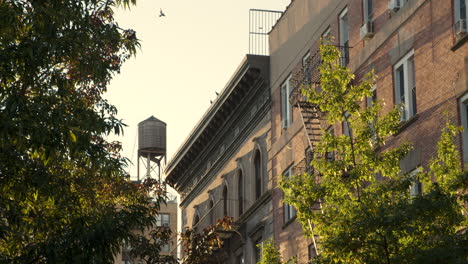 flock of pigeons landing on rooftop in morning light in new york city, u