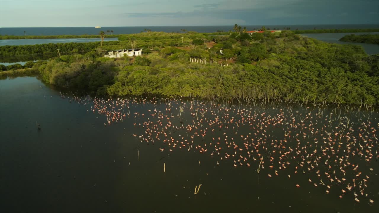Fast drone orbit captures hundreds of Phoenicopterus roseus flamingos gathering in lagoon surrounded by mangroves and wetlands, aerial view, drone shot, real time, Isla de Margarita, Venezuela