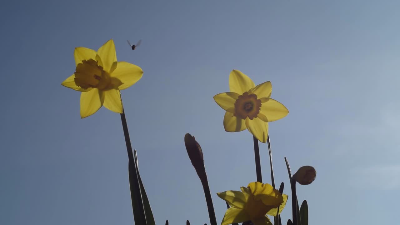 Narciso contro un cielo azzurro con un insetto in visita al rallentatore.