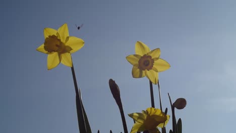 daffodil against a blue sky with insect visiting slow motion