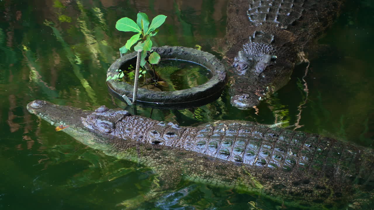 un par de cocodrilos de agua salada en un río descansando inmóviles
