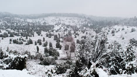 heather landscape with fresh snow in northern germany