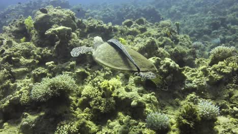 Tortuga-Acompañada-De-Peces-Remora-Por-El-Arrecife-De-Coral-Del-Mar-Rojo-De-Egipto-Filmada-En-4k