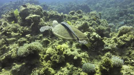 tortuga acompañada de peces remora por el arrecife de coral del mar rojo de egipto disparado en 4k