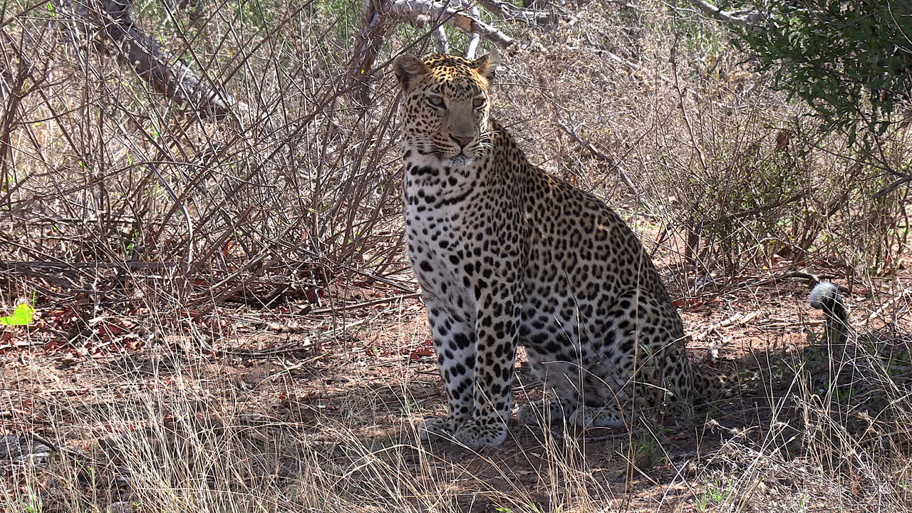 아프리카의 사바나 부시벨트 한가운데에 앉아 주변을 조사하는 수컷 표범
