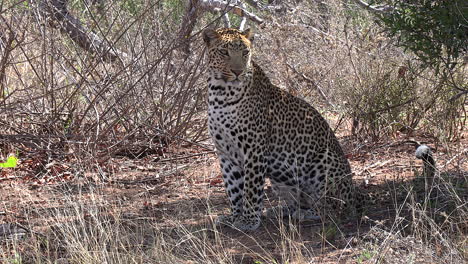 un leopardo macho inspeccionando su entorno mientras estaba sentado en medio de la sabana en áfrica.