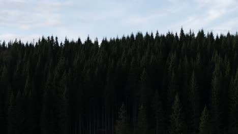 Bosque-De-Pinos-Con-Cabaña-Aislada-En-Indre-Fosen,-Noruega