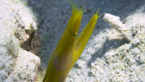 yellow ribbon eel head close-up shot