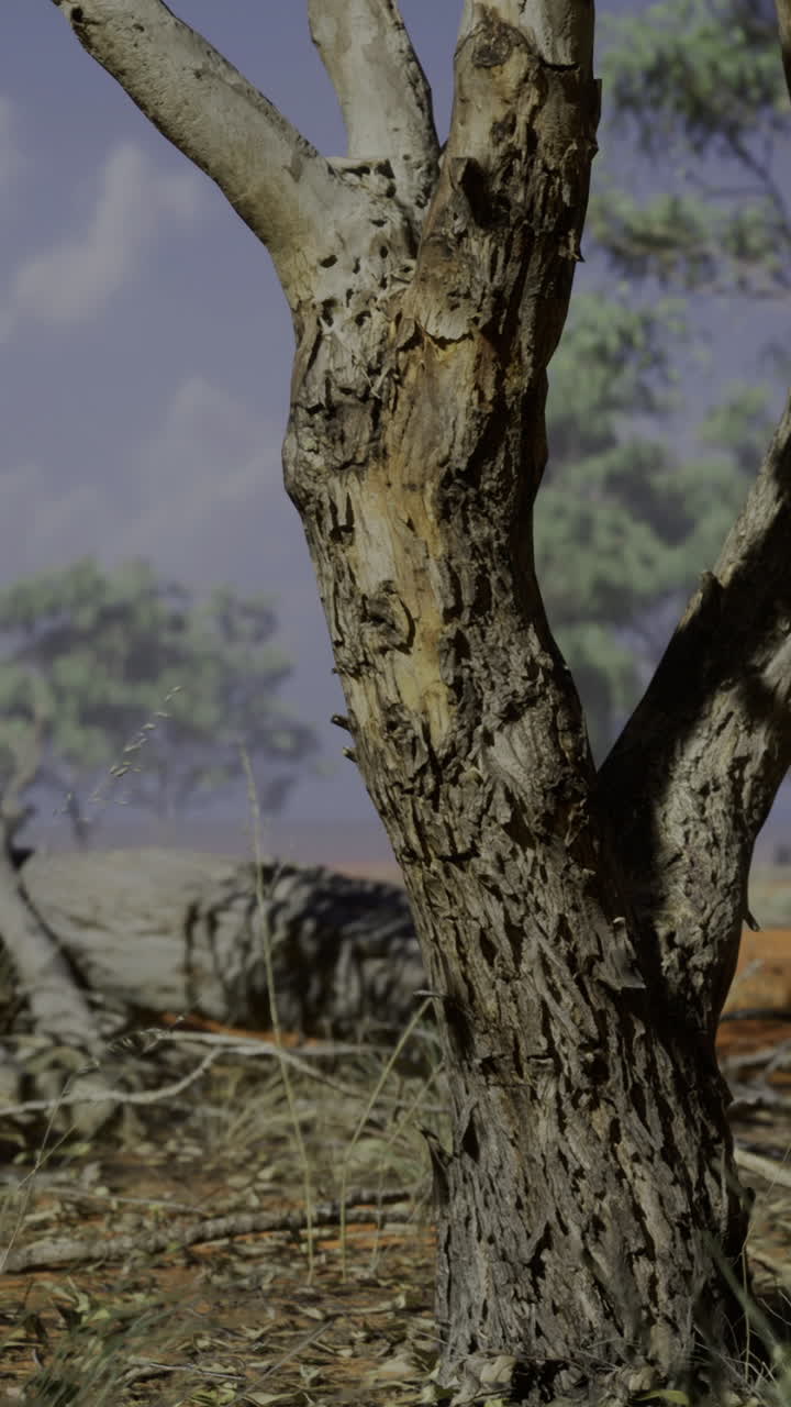 Majestic tree stands resilient in a serene australian outback landscape