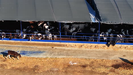 modern dairy farming: open shelter for healthier livestock
