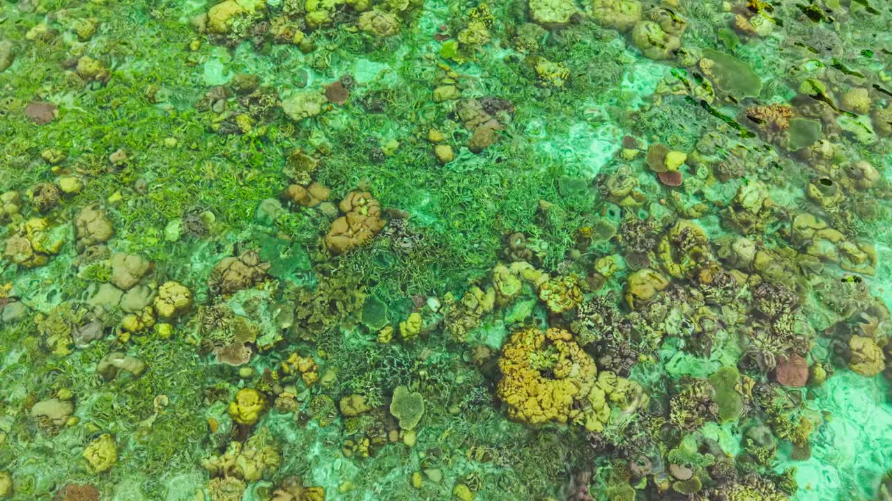 Ripresa aerea frontale con drone del Giardino di Corallo a Coron, Palawan, Filippine, con il bagliore della luce solare