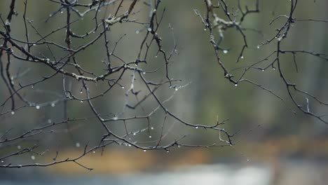 a close-up of the delicate dark leafless branches on the blurry background