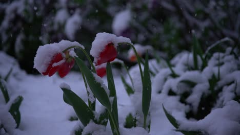 Frühlingsschnee-Fällt-Auf-Rosa-Tulpen