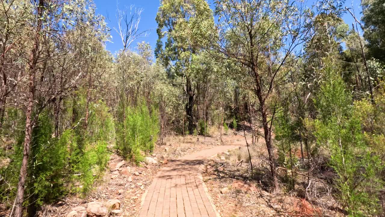 un paseo sereno por un sendero del bosque