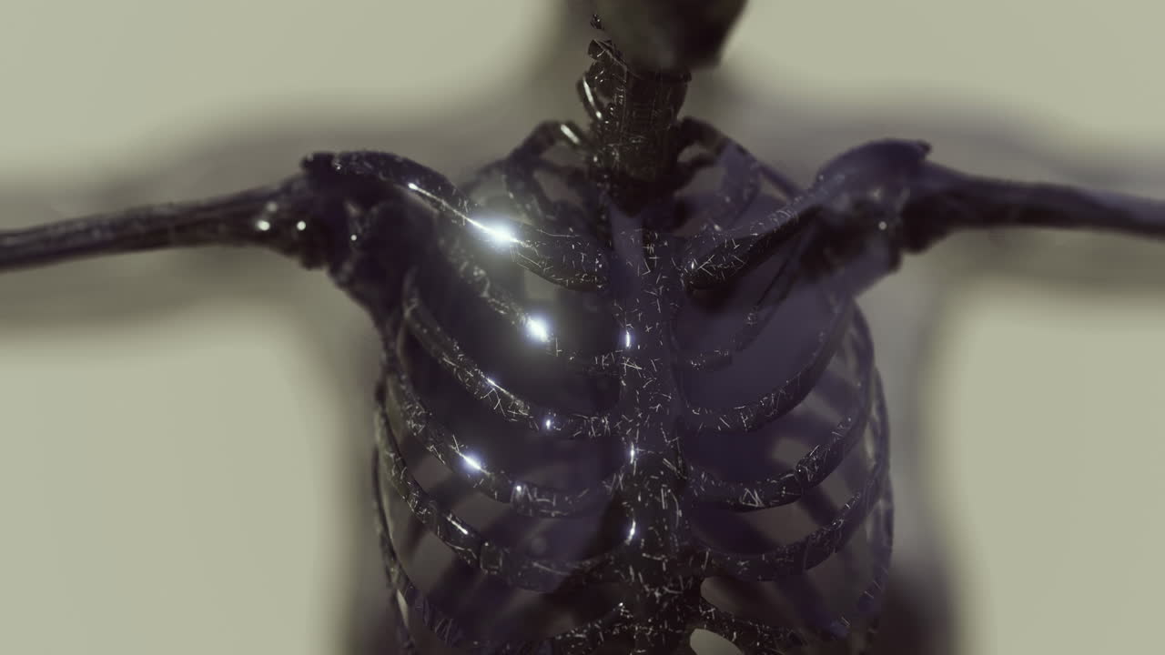 Detailed illustration of human body skeleton anatomy showcasing structure