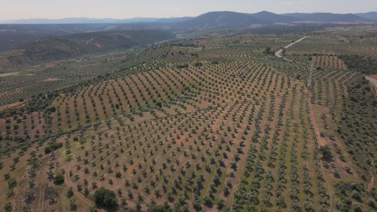 Slow motion aerial shot shows a wide olive plantation in neat rows. A rightward drone yaw reveals a passing vehicle on a road dividing the grove from farmland, with mountains in the background