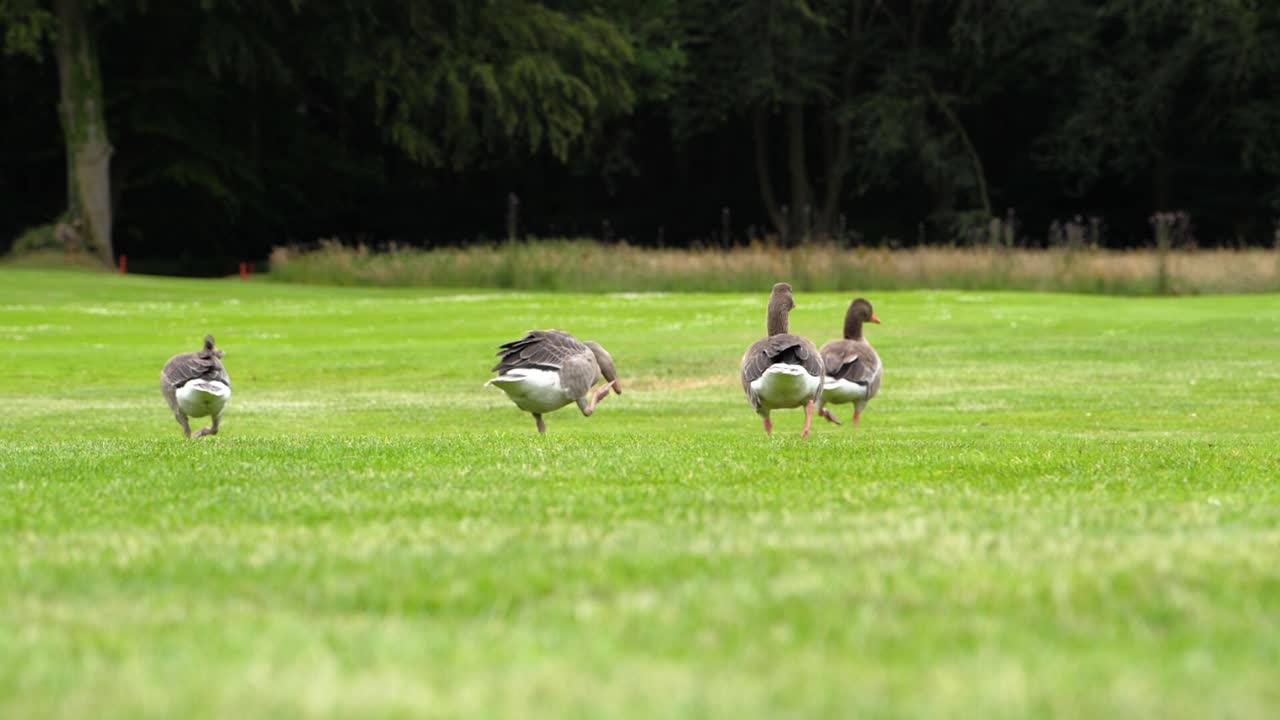 Four geese birds group walking on a golf court, during a windy day in slow motion